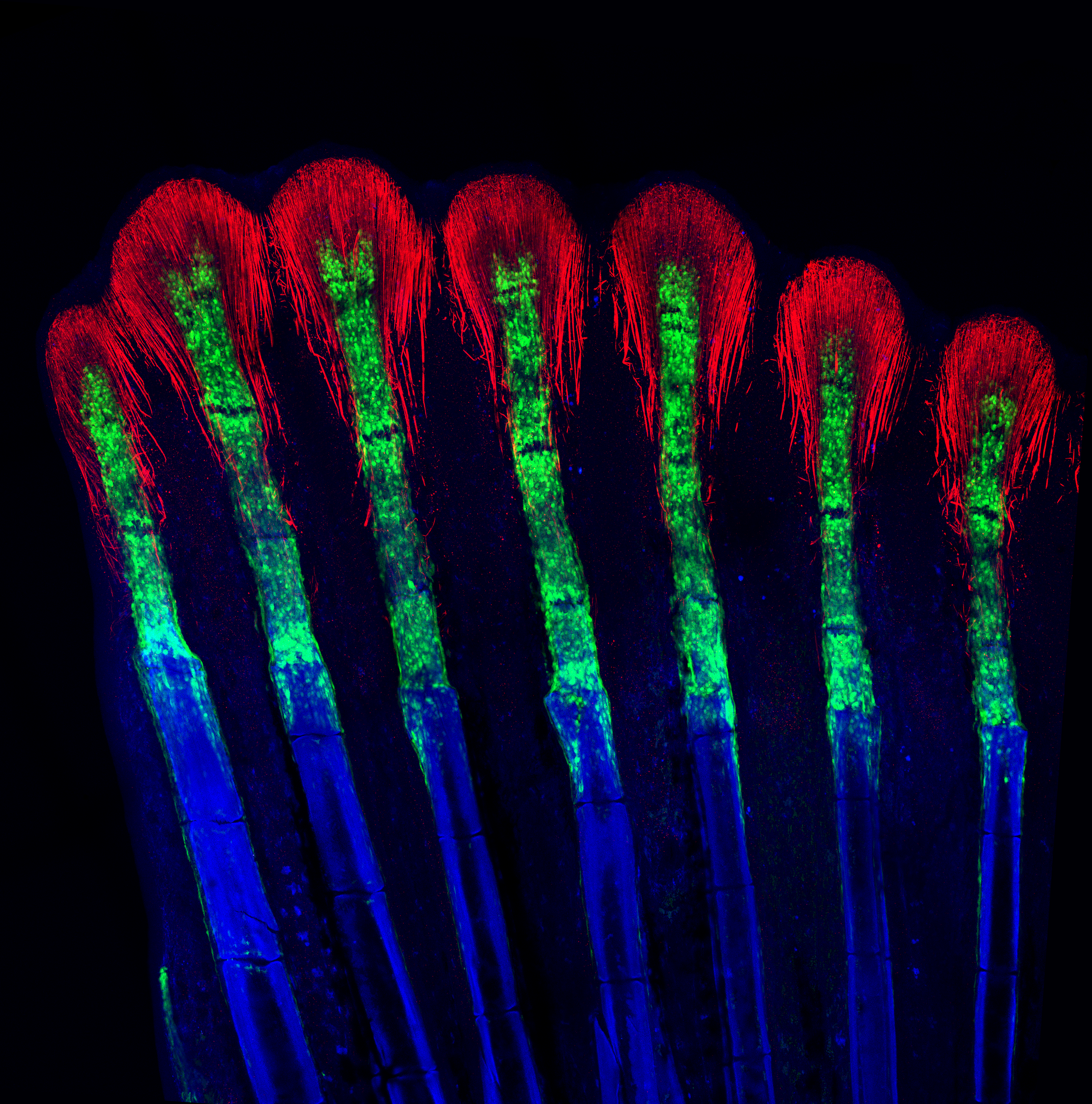 Image de la moitié d'une nageoire de poissons adultes en cours de régénération. Les rayons de la nageoire sont en bleu. A l'extrémité des rayons se trouve de petits trait rouges, les actinotrichia. Les os en cours de régénération sont visibles en vert