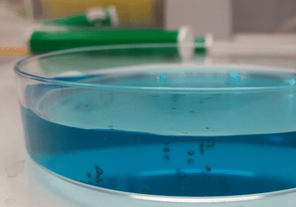 Gif animé montrant des embryons de poissons zèbre dans un récipient en plastique rempli de liquide bleu. Les embryon se trouve encore dans leur oeuf. L'un des embryon se retourne dans son oeuf.