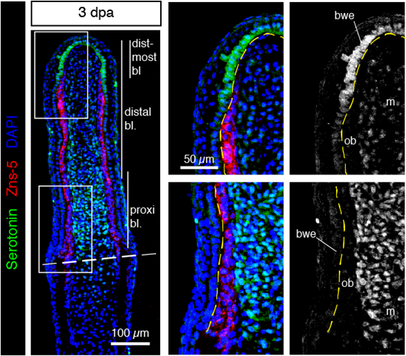 Image d'une coupe de nageoire. Les noyaux des cellules sont en bleu, les os en rouge et la sérotonine en vert. La sérotonine se trouve au milieu du tissu, entre les os