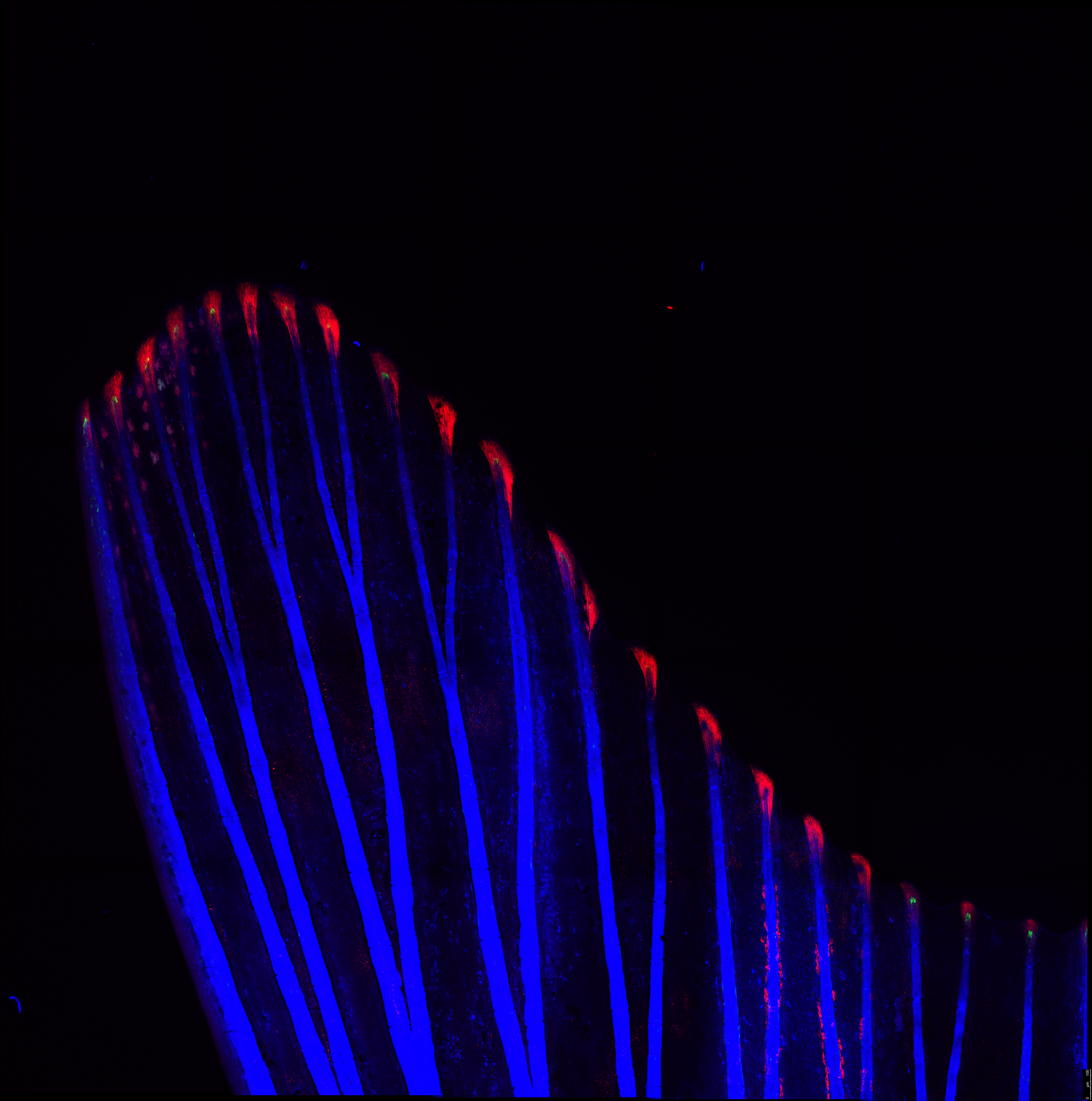 Image de la moitié d'une nageoire de poissons adultes. Les rayons de la nageoire sont en bleu. A l'extrémité des rayons se trouve de petits trait rouges, les actinotrichia